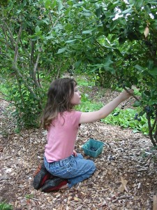 picking-rose